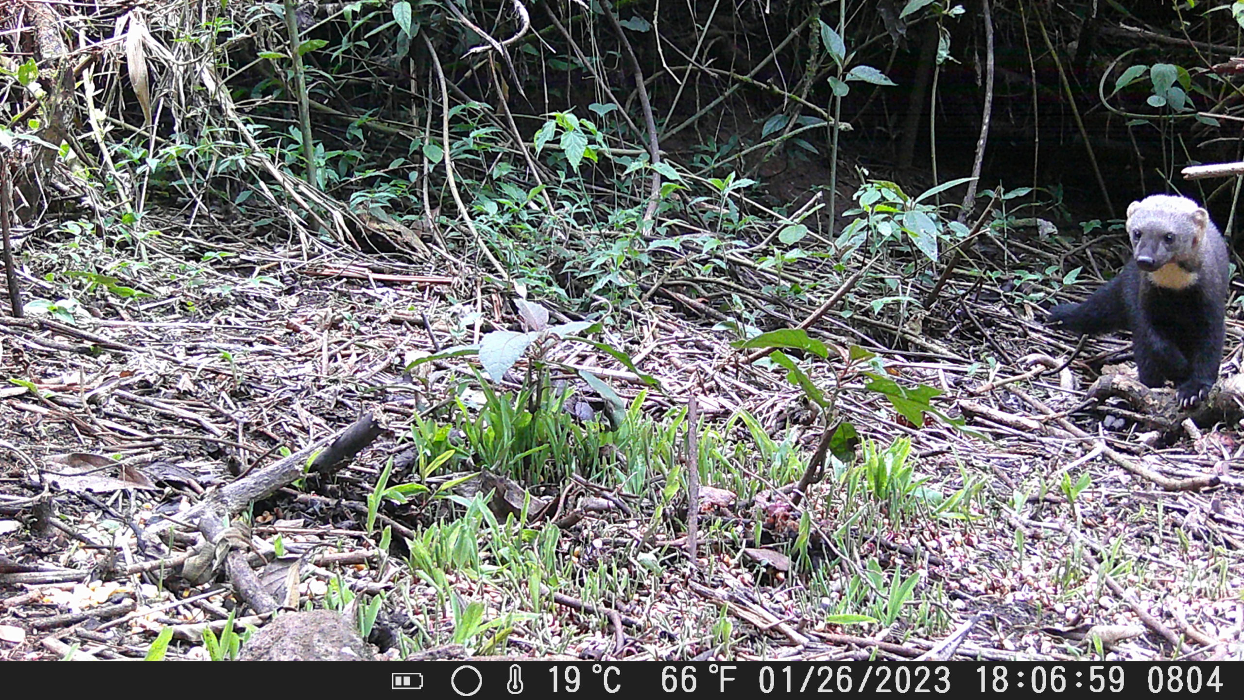 Camera Trap