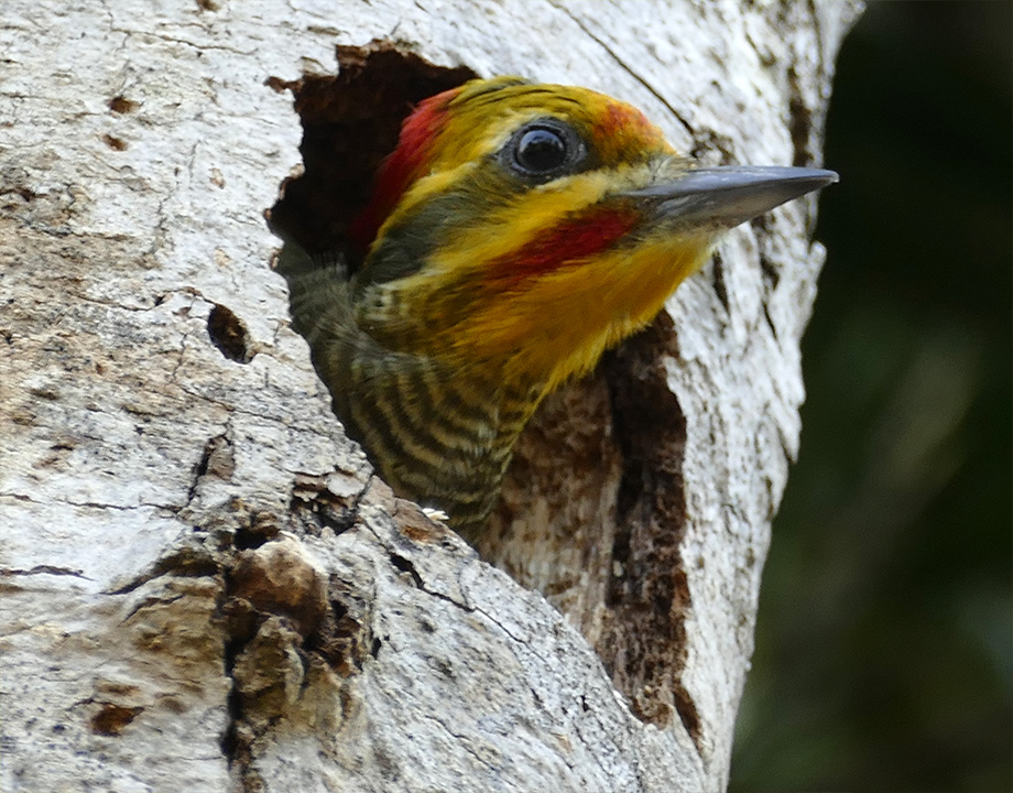 Yellow-browed Woodpecker