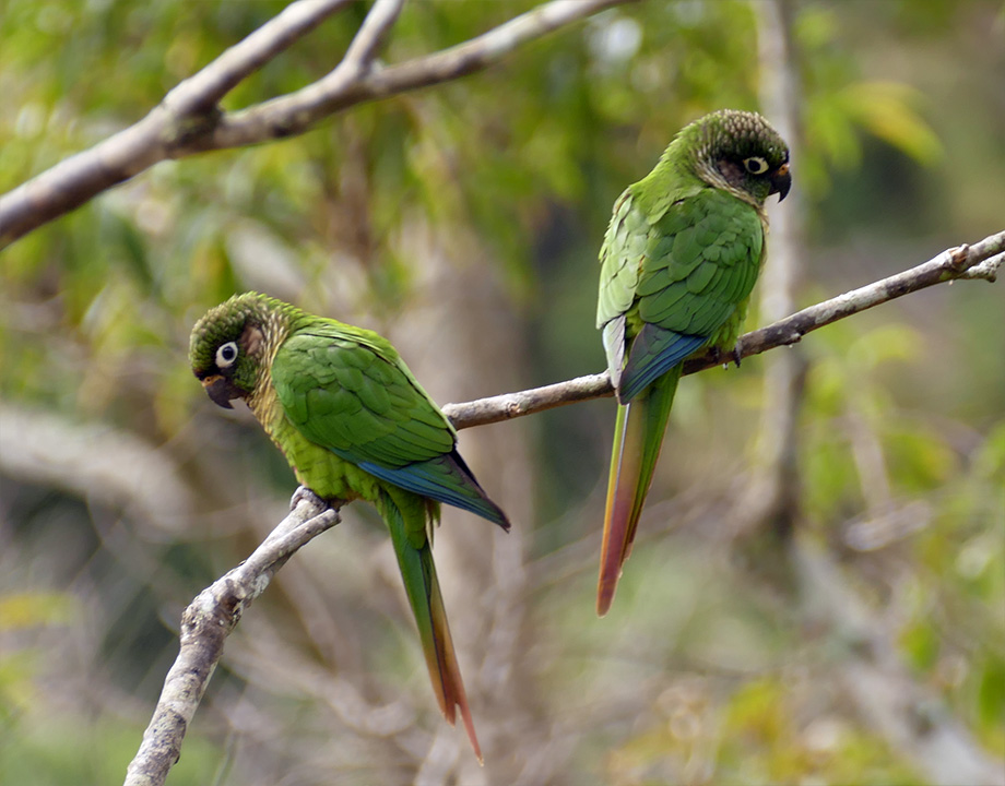 Maroon-bellied Parakeet