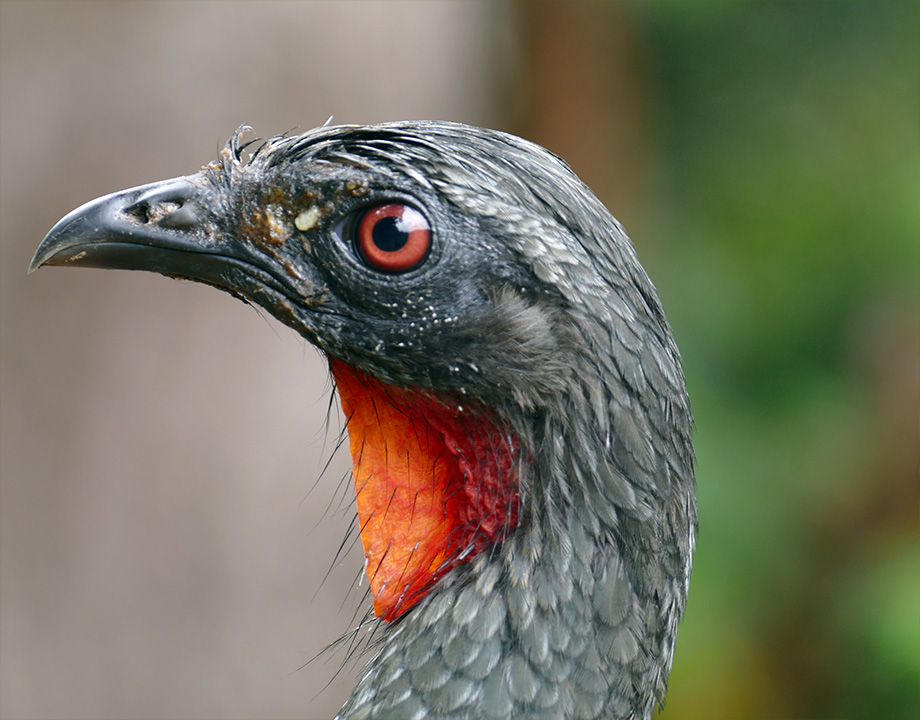 Dusky-legged Guan