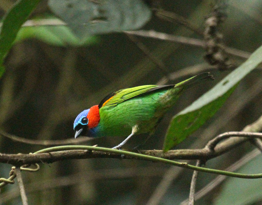 Red-necked Tanager